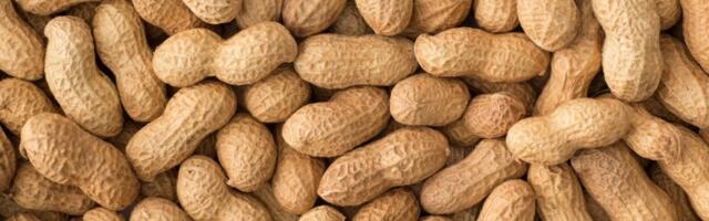 Scientists Find a Built-In Weapon Against Peanut Allergies: Human Spit