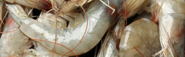 Mysterious Seafood Virus May Be Behind Emerging Eye Disease, Scientists Warn