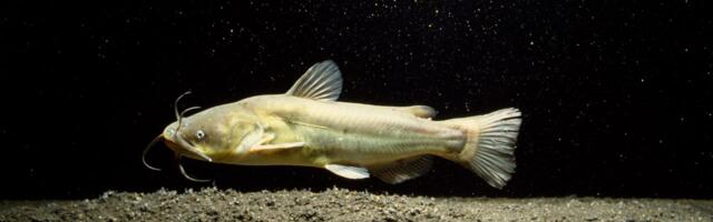 Contagious Cancer Found in North American Catfish