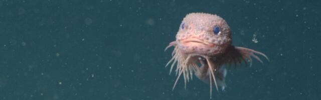 These Newly Discovered Deep-Sea Snailfish Just Became Our Latest Obsession