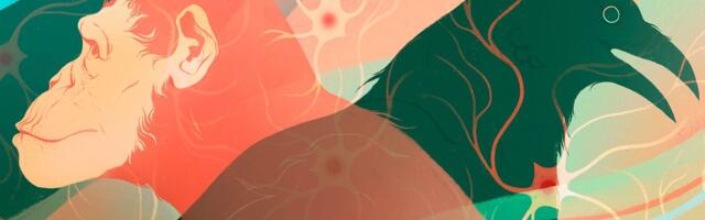 Intelligence on Earth Evolved Independently at Least Twice
