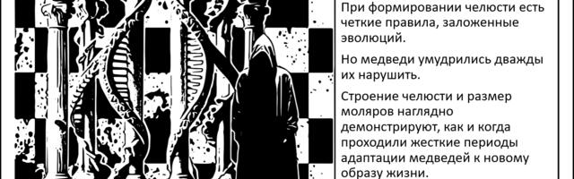 [Перевод] Биохакеры от природы. Как медведи дважды нарушили базовое правило эволюции