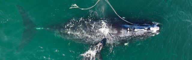 We know how to save these beloved endangered whales. Yet we’re mindlessly killing them.