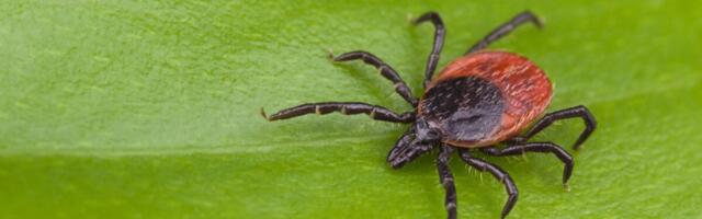 Travelers Are Unknowingly Smuggling Invasive Ticks Into the U.S.