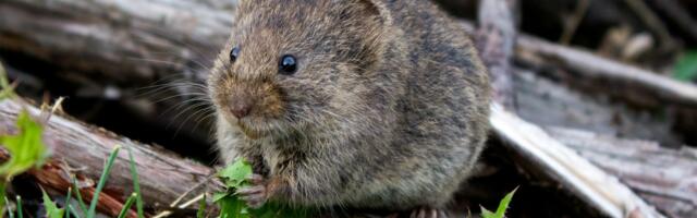 Scientists Engineer Woolly Mice in Effort to Revive Mammoths