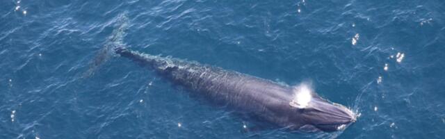 If these whales go extinct, we’ll know who to blame