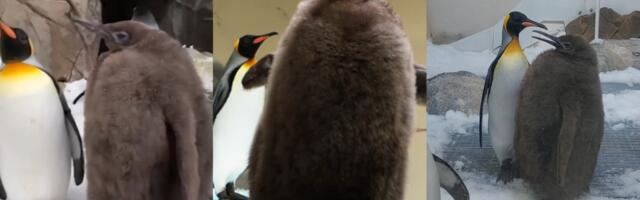 Meet Pesto the penguin, an absolute unit, massive King Penguin chick in Australia