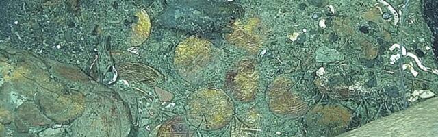 300-Year-Old Coins Help Confirm Shipwreck as the Long-Lost San José Galleon