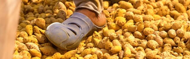 India grows 80% of the world's turmeric. So why are farmers struggling?