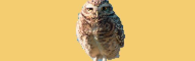 Twitter scammers are hijacking verified accounts to tweet fake Moonbirds NFT links
