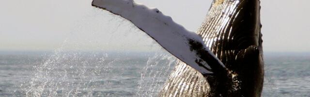 Marine “sanctuaries” are meant to protect ocean life. Many of them don’t.