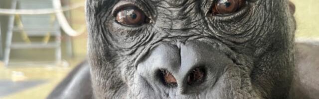 Watch Kanzi the bonobo pretend to have a tea party