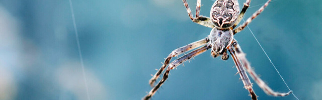 Spider legs build webs without the brain’s help — and could inspire robot limbs