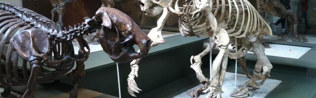 Why Ancient Sloths Became the Size of Elephants—and Then Vanished