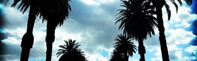 We call them palm trees but they really are something else