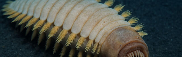 The Antarctic “Alien Worm” Is Real — Just Not Quite the Monster the Internet Imagined