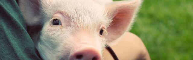 Want to help animals? Here’s where to donate your money.