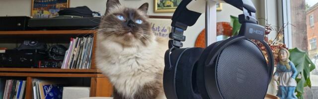 'Can't fault the HEDDphone D1 in any meaningful way': HEDD's progeny are emphatically excellent wired headphones at a not-unreasonable price