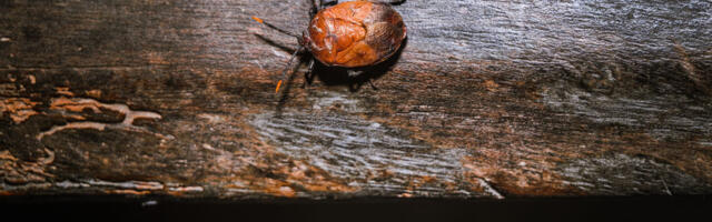 Some stinkbugs’ legs carry a mobile fungal garden