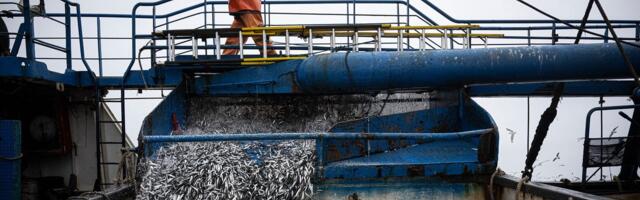 El Niño Is Already Wreaking Havoc on Pacific Fisheries