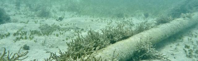 Oregon will start charging service providers for undersea cables using its sea floor — millions accrued over years will go toward state schools