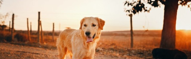 How your dog can help stop climate change