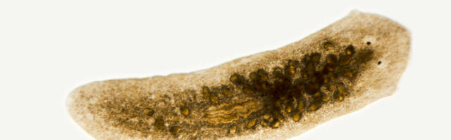 To regenerate a head, you first have to know where your tail is