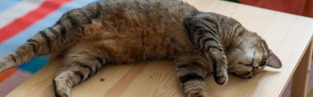 Most Cats Sleep on Their Left Side, and Scientists Think They Know Why