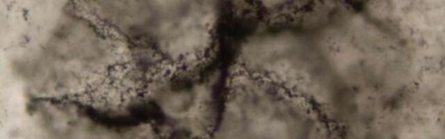 AI Uncovers Evidence of Life in 3.3-Billion-Year-Old Rocks