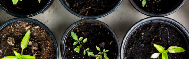 US seed-stage investing flourished during pandemic