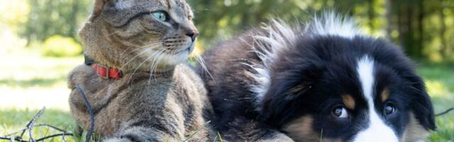 Canadian founders launch Furble to make pet prescriptions more accessible