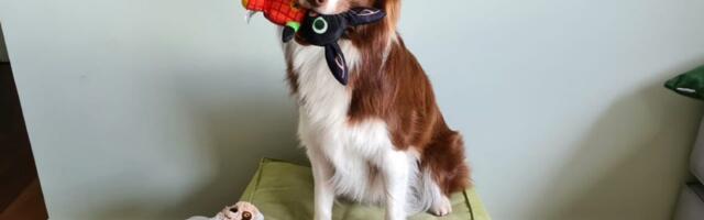 Some dogs can classify their toys by function