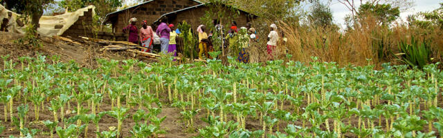 Nigeria’s Edo State launches agricultural innovation hub