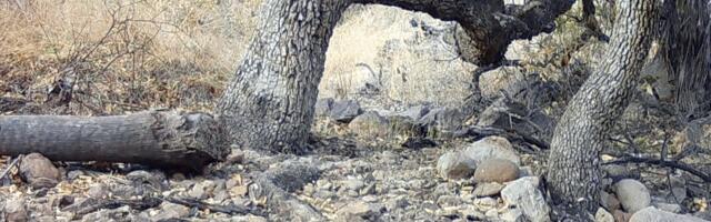 Estas fotos están literalmente salvando jaguares