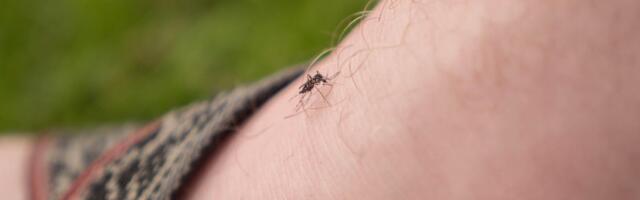Zapping Mosquitos With Lasers Is a Real Thing, Thanks to AI