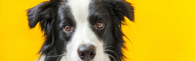 PetsApp raises €3.9m for virtual veterinarian appointments
