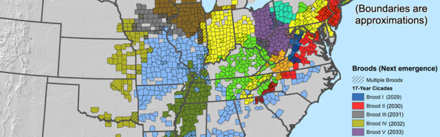 Where billions of cicadas will emerge this spring (and over the next decade), in one map