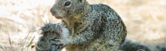 These squirrels are cold-blooded vole killers