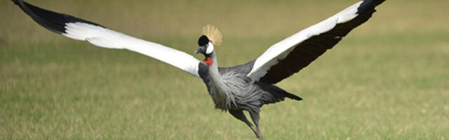 Inspired by animal immunity, Germany’s Kupando raises €10 million for cancer therapy