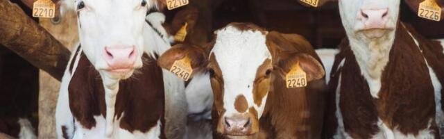 Brazilian farmers tokenized dairy cows to get loans, bypassing bank lending limits