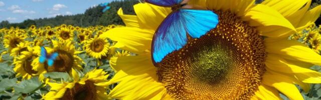 Bluesky Will Test a ‘Dislike’ Option. It Could Help Fix a Huge Problem