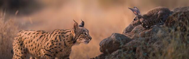 'It is much more than showing pictures of animals. It is about evoking emotion' — how these stunning photos of rare Iberian Lynx converted a hunter into a photographer