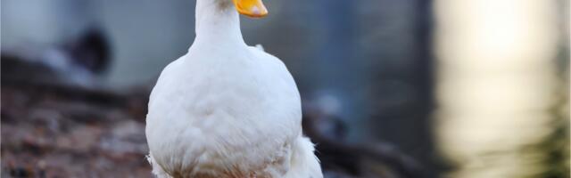 New Strain of Bird Flu Found on California Duck Farm