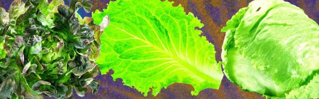 Why Lettuce Is Always Making People Sick