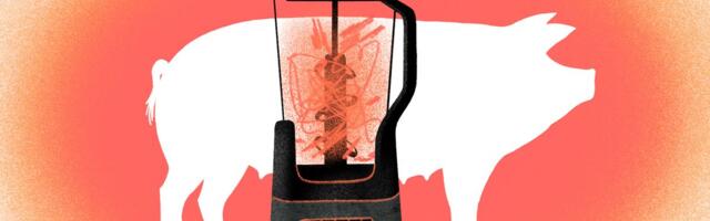 The pork industry’s forced cannibalism, explained