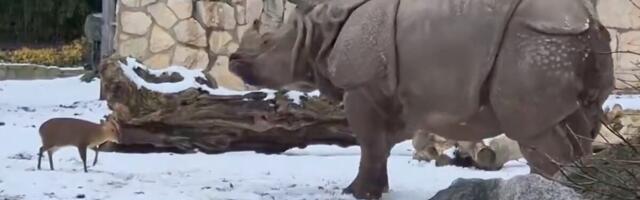 Bill Gates Warns of a Dark Trend In Depressing Annual Letter So Here’s a Little Deer Guy Absolutely Owning a Rhinoceros
