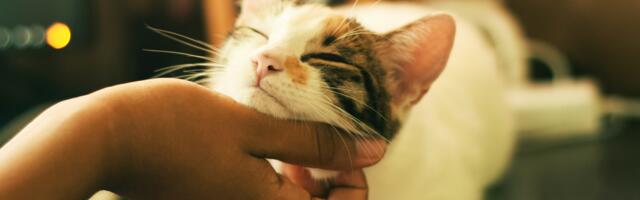 Why some cats follow their owners everywhere while others ignore them completely