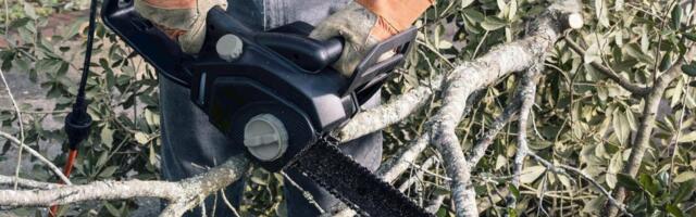 Does homeowners insurance cover tree removal?