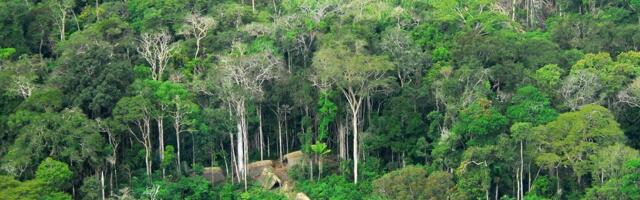 Indigenous Man From Uncontacted Tribe Shows Up in Brazilian Village