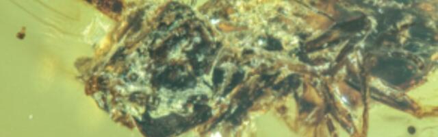 Unreal Amber Fossils Show ‘Last of Us’ Zombie Fungus Terrorizing Bugs During the Cretaceous